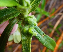 Rhopalomyia audibertiae