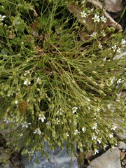 Arenaria grandiflora