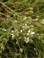 Arenaria grandiflora