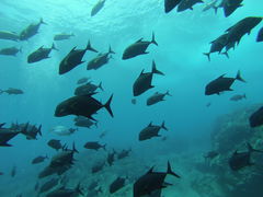 Caranx lugubris
