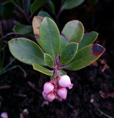 Arctostaphylos franciscana
