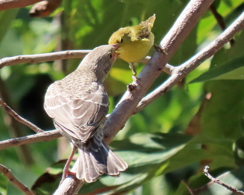 photo of Brown-headed Cowbird (Molothrus ater)