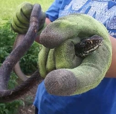 Masticophis flagellum