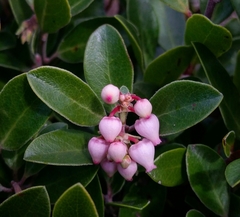 Arctostaphylos franciscana