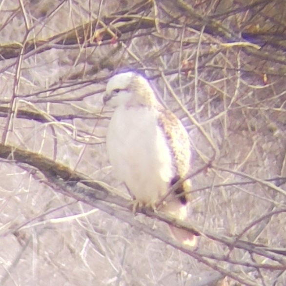 Krider's Red-tailed Hawk from Caldwell, ID 83607, USA on December 19 ...