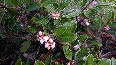 Arctostaphylos franciscana