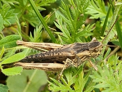 Chorthippus brunneus