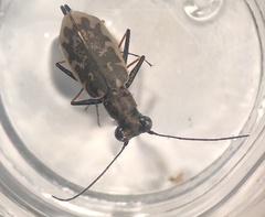 Ellipsoptera