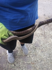 Masticophis flagellum
