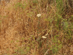 Lomatium nudicaule