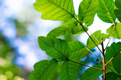 Toxicodendron diversilobum