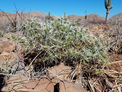 Ambrosia bryantii