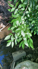 Fraxinus