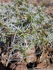 Ambrosia bryantii