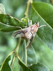 Goniops chrysocoma