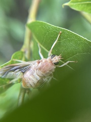 Goniops chrysocoma