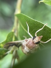 Goniops chrysocoma