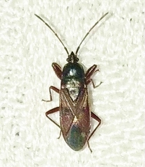 Eremocoris depressus