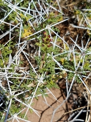 Ambrosia bryantii