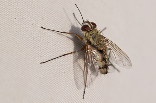Prosena siberita, 2116 Bentveld, Netherlands, photo 9 of 10
