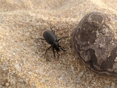 Calosoma maderae