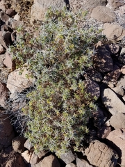 Ambrosia bryantii