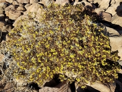 Ambrosia bryantii