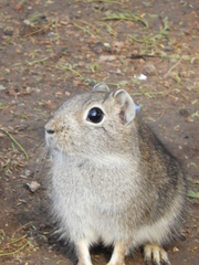 Microcavia australis