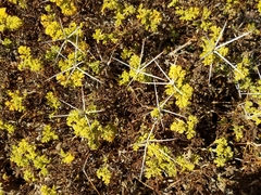 Ambrosia bryantii