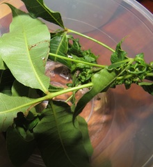 Searsia chirindensis