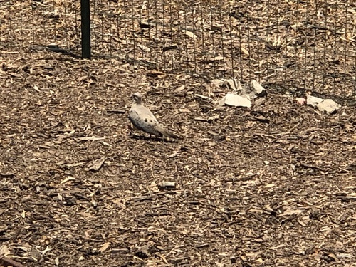 photo of Mourning Dove (Zenaida macroura)