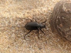 Calosoma maderae
