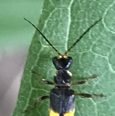 Trypherus