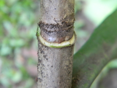 Dracaena marina image