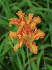 Hemerocallis fulva kwanso