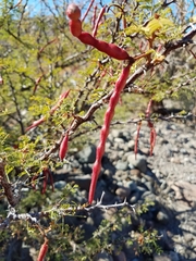 Vachellia pacensis