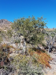 Forchhammeria watsonii