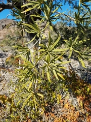 Forchhammeria watsonii