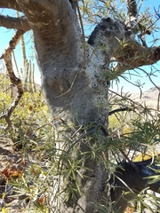 Forchhammeria watsonii