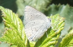 Satyrium sylvinus dryope