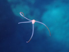 Tonnoidea