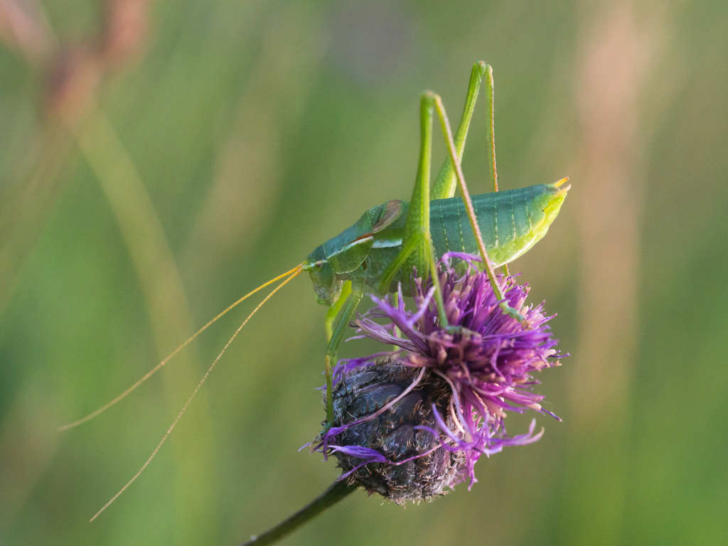 Keeled Plump Bush-cricket