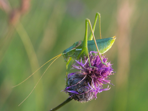 Isophya costata