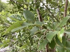Alnus maritima