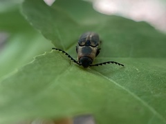 Megapenthes limbalis