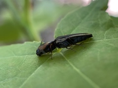 Megapenthes limbalis