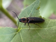 Megapenthes limbalis