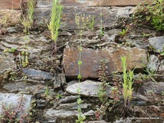 Blackstonia perfoliata