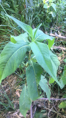 Persicaria robustior