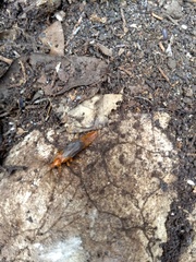 Phengodes plumosa